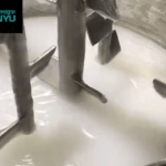 Best Mixing Emulsifier Best Selling Cosmetics Mayonnaise Cream Cheese Sauce Making Machine Company - GUANYU