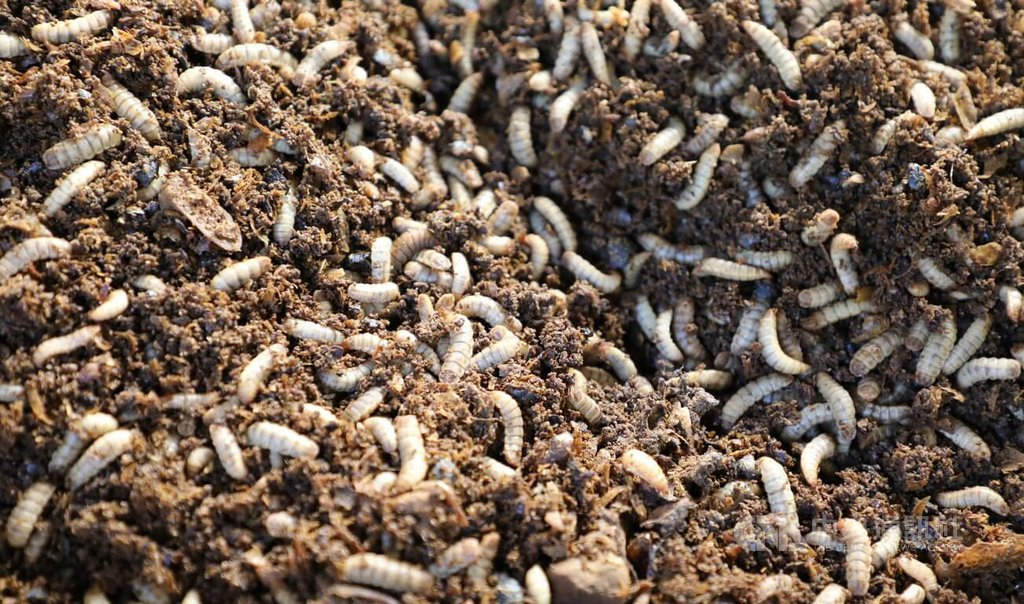 Efficient and Renewable Clean Energy: The BSF Project 2 BSF,Black Soldier Fly,BSF Farming,Mixer